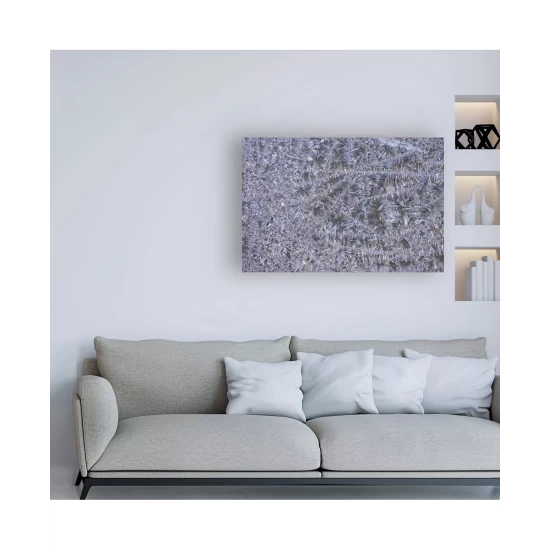 Hot Sale π Trademark Global Philippe Sainte-Laudy My Beautiful Fir Tree Canvas Art - 15 X 20 Multi π