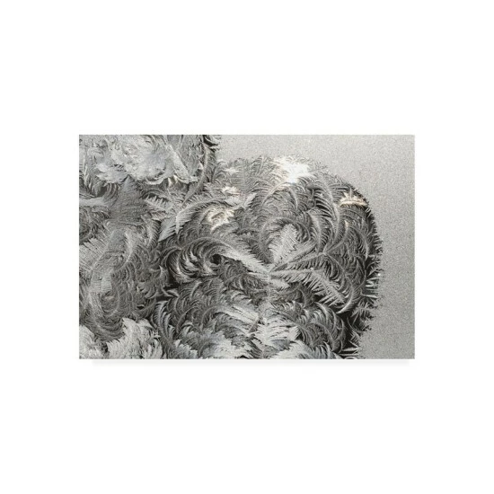 Best reviews of π― Trademark Global Kurt Shaffer Photographs Paisley Ice Patterns On My Window Canvas Art - 15.5 X 21 Multi β€οΈ