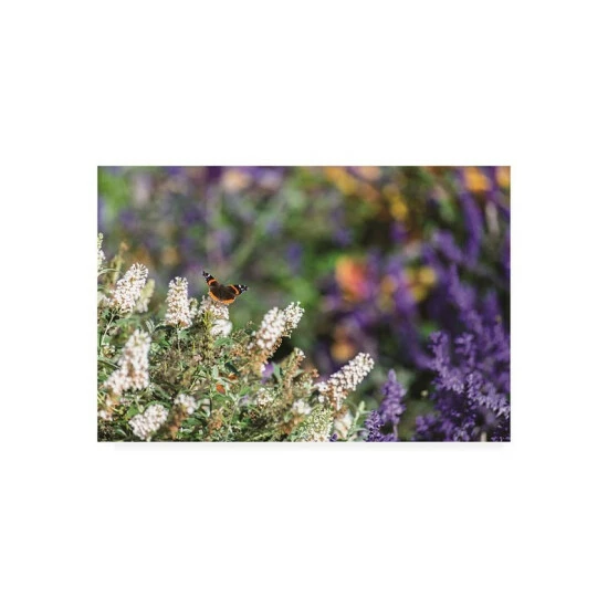 Budget π Trademark Global Kurt Shaffer Butterfly In My Garden 2 Canvas Art - 15 X 20 Multi π§¨