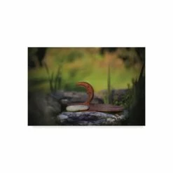 Budget π Trademark Global Christine Sainte-Laudy My Friend The Moon Canvas Art - 20 X 25 Multi β€οΈ