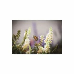 Promo β Trademark Global Kurt Shaffer Butterfly In My Garden Canvas Art - 20 X 25 Multi β€οΈ