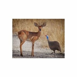 Coupon 👏 Trademark Global Mathilde Guillemot My Best Friend Antelope Canvas Art - 20 X 25 Multi 😉